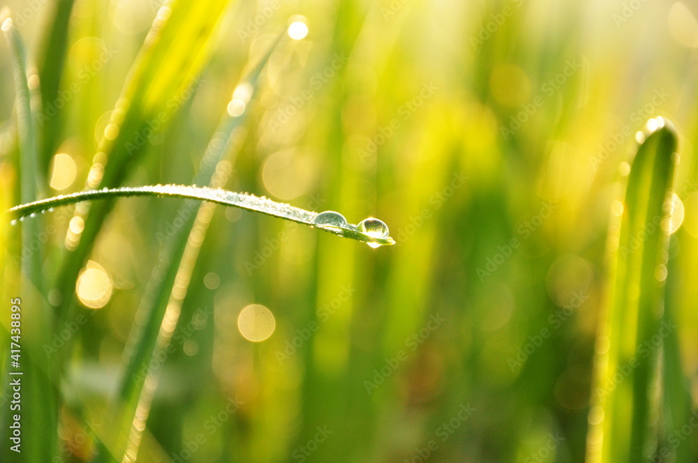 Fototapeta premium a drop of dew lies on the green grass