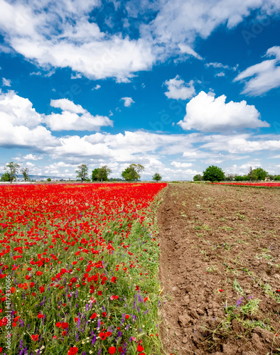 Red poppies on field  sky and clouds