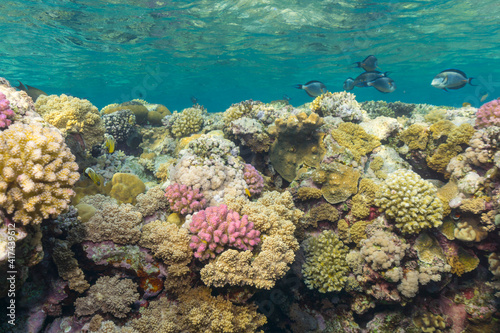 Fototapeta Naklejka Na Ścianę i Meble -  coral reef in sea
