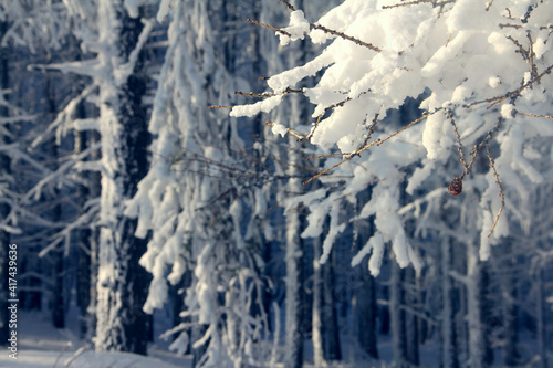 Coniferous Forest winter Landscape © destillat