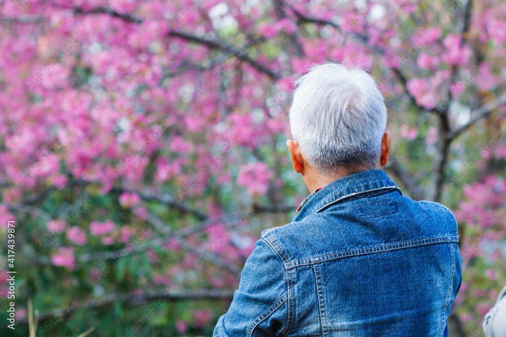The old man traveling alone was enjoying the morning in the beautiful cherry blossom garden. The back of the old man using a mobile phone camera captures a beautiful picture of cherry blossoms. The old man traveling alone was enjoying the morning in the beautiful cherry blossom garden. The back of the old man using a mobile phone camera captures a beautiful picture of cherry blossoms.