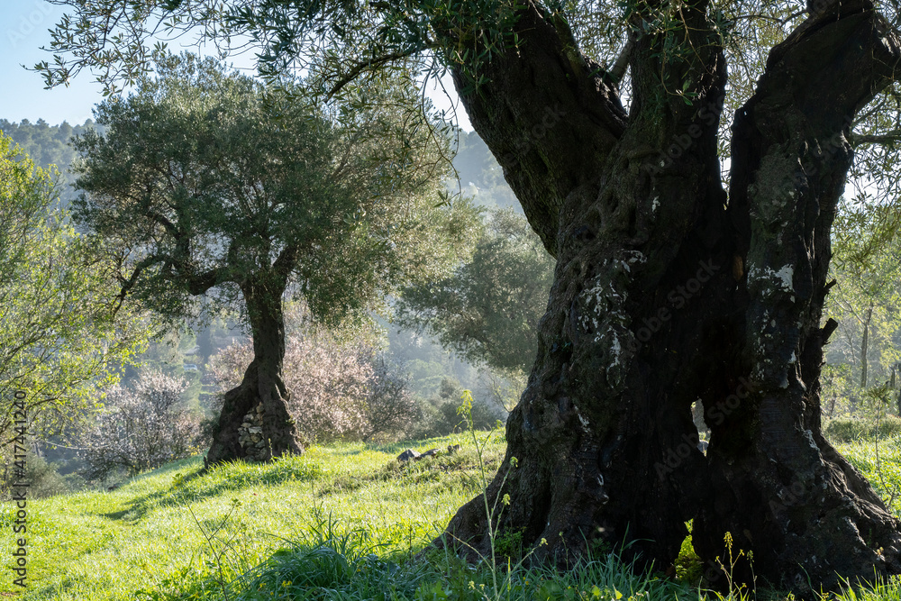 Olive Trees in the Judea Mountains, Israel