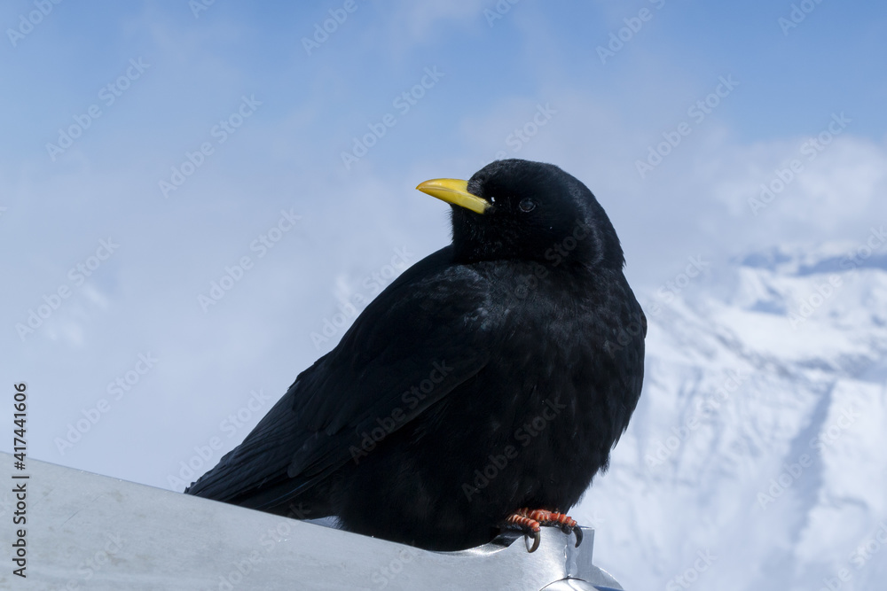 SINGLE BLACK BIRD WITH YELLOW BEAK SILHOUETTE ON TOP OF MOUNTAIN IN THE ALPS SINGLE BLACK BIRD WITH YELLOW BEAK SILHOUETTE ON TOP OF MOUNTAIN IN THE ALPS