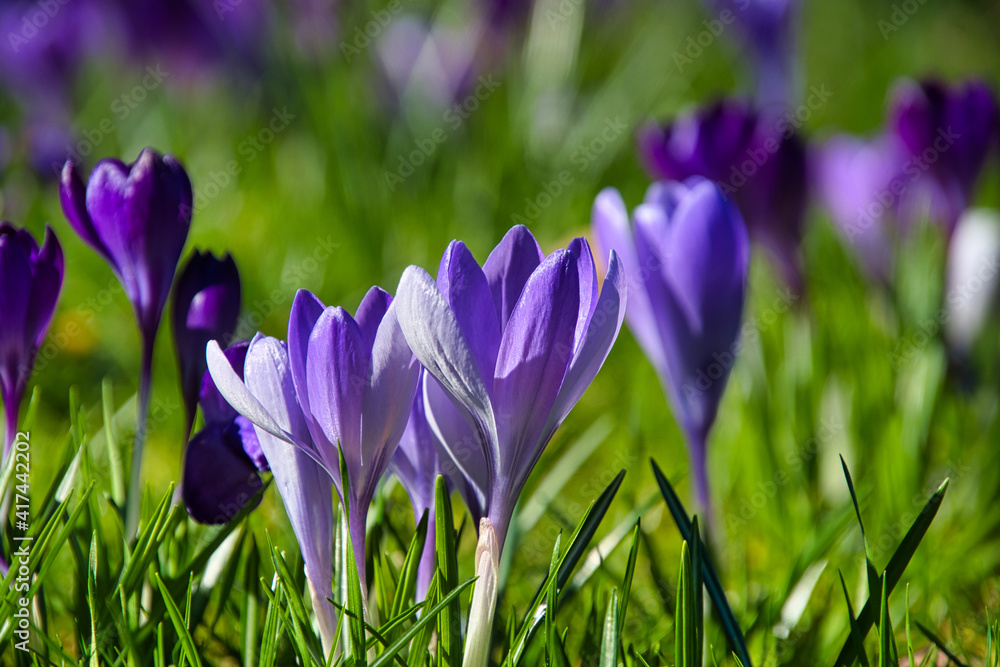 Krokusblüte im Frühling im Breisgau Krokusblüte im Frühling im Breisgau
