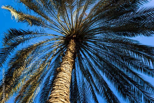Palm Tree with Blue Sky 
