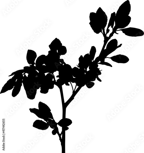 isolated plum tree branch black silhouette