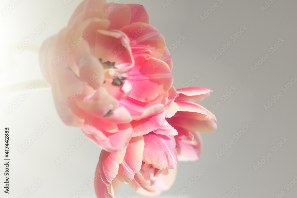 Tulpen in rosa/pink