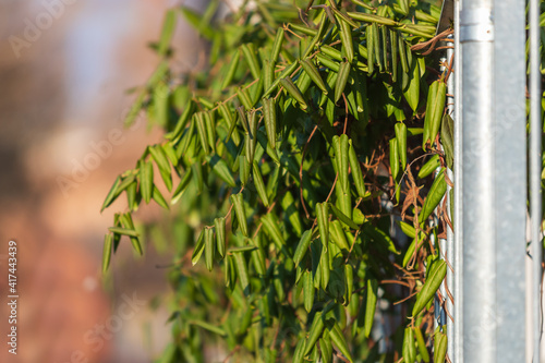 A green plant grows on a metal fence like a hedge.