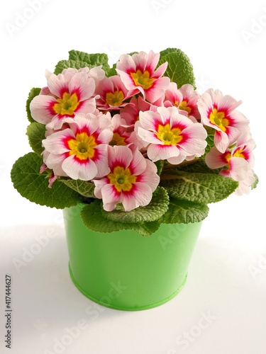Fototapeta Naklejka Na Ścianę i Meble -  pink,red or purple flowers of primrose spring plant