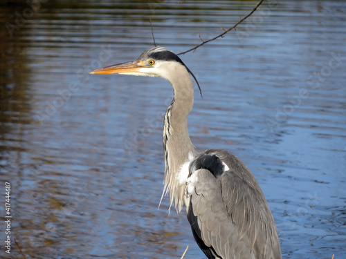 The grey heron bird (Ardea cinerea), der Graureiher oder Fischreiher Vogel ili Siva Čaplja in Lake Au (Ausee), Wädenswil (Waedenswil) - Canton of Zürich (Zuerich), Switzerland (Schweiz) photo