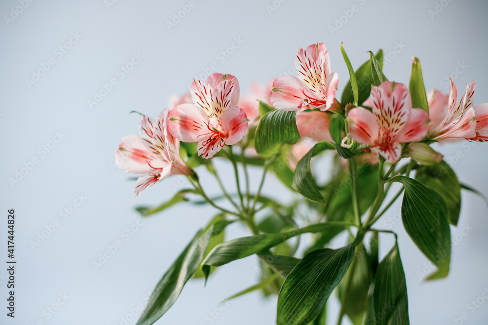 tender pink flowers on a light background tender pink flowers on a light background