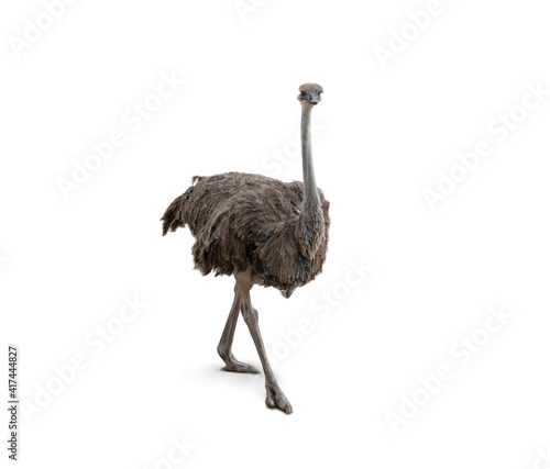 Cute ostrich isolated on white background. photo