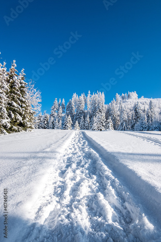 Wallpaper Mural winter landscape with snow covered trees Torontodigital.ca