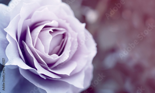 Vintage background with rose flower in ash pink tones  close up  soft selective focus  copy space