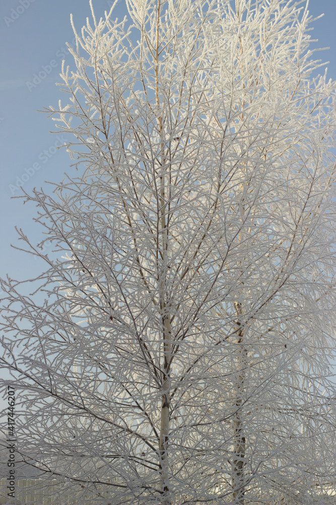Winter. Frost. Frozen trees. Beautiful landscape Winter. Frost. Frozen trees. Beautiful landscape