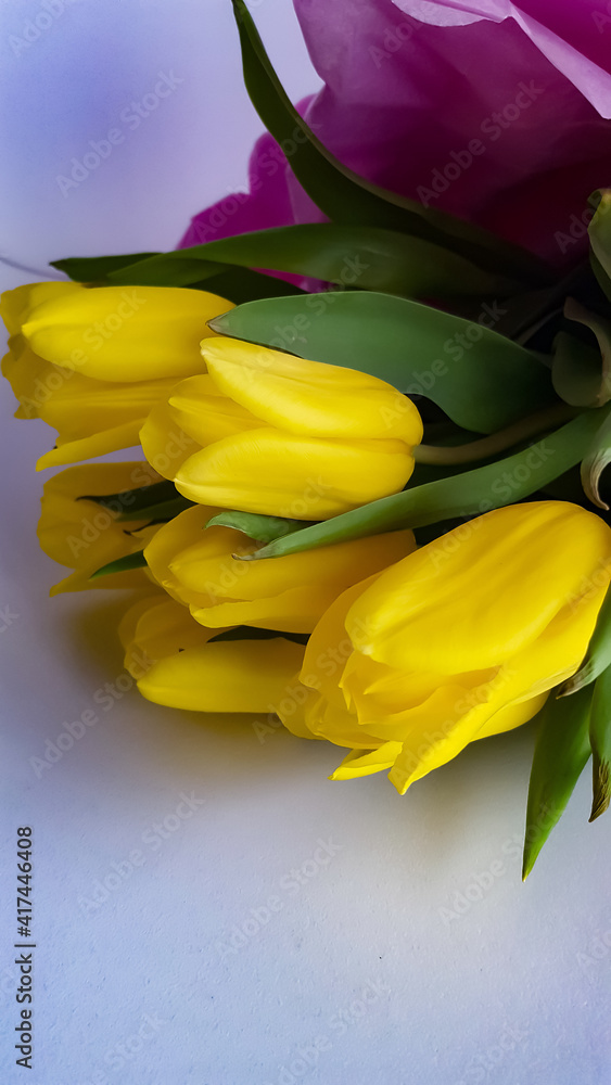 Spring composition of yellow tulips Spring composition of yellow tulips