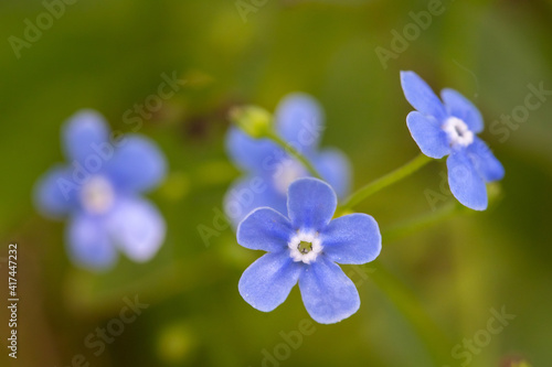 Meadow plant background: blue little flowers - forget-me-not