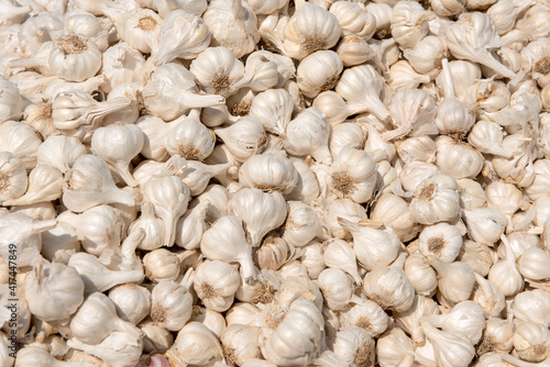 Jodhpur / India 29 October 2017 Garlic  bulbs ( Allium sativum) at Jodhpur market in Rajasthan India