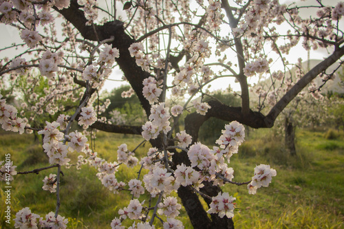 Foto Closeup of a blooming almond tree