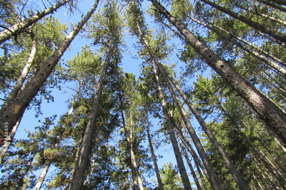 Fototapeta premium foret