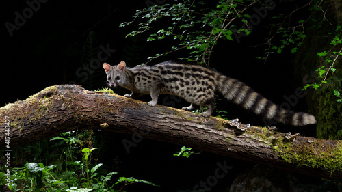 Genet with flash light
