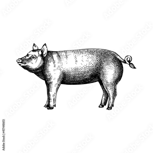 Hand-sketched pig illustration. Graphic hand-drawn sketch. Retro engraving with farm animal for menu restaurants, for packaging, markets and shops. Vector vintage pig illustrations.