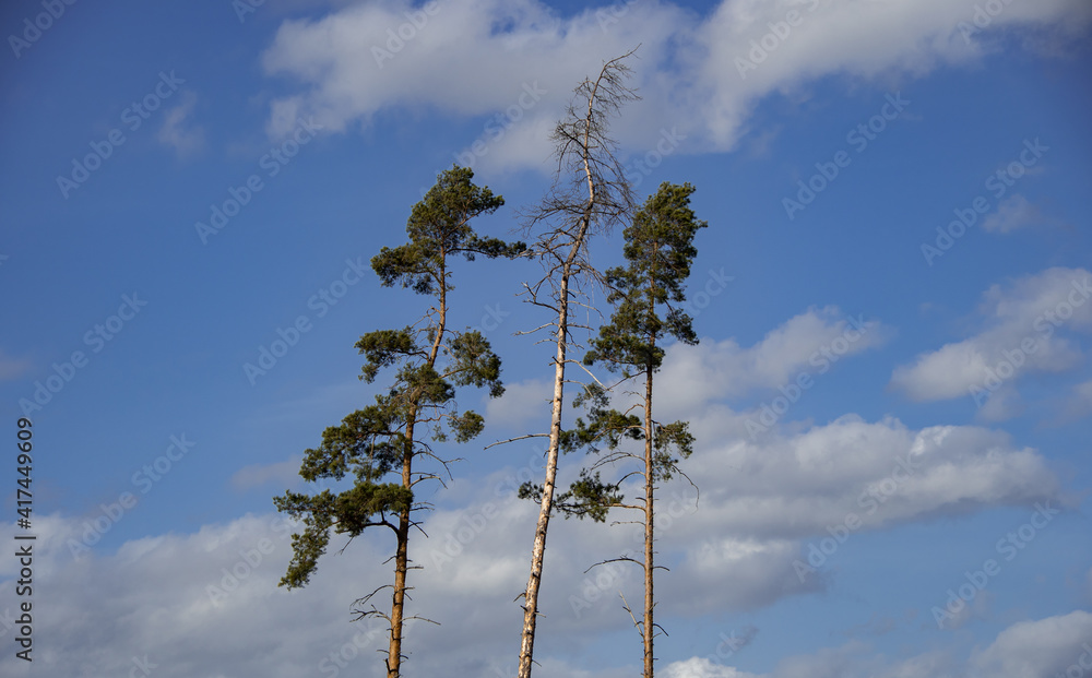 Three tall Scots pines against a blue cloudy sky.
One of the trees broke from the persistent heat and the bark beetle