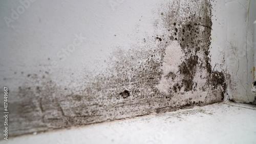 angle between door and white wall with black mold. dangerous fungus 