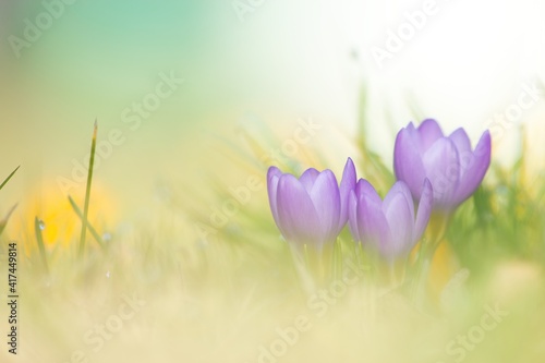 Eine kleine Gruppe lila Krokusse im Frühling ein einer Weise bei sanftem Licht und Hintergrund, crocus