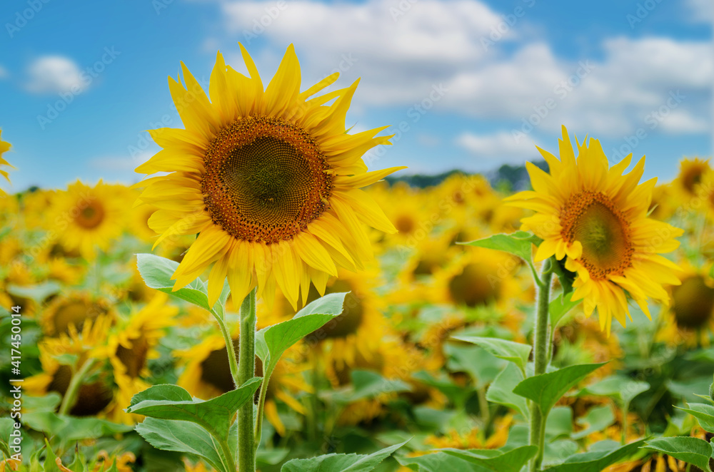 Sunflowers at field under blue sky somewhere in Ukraine Sunflowers at field under blue sky somewhere in Ukraine