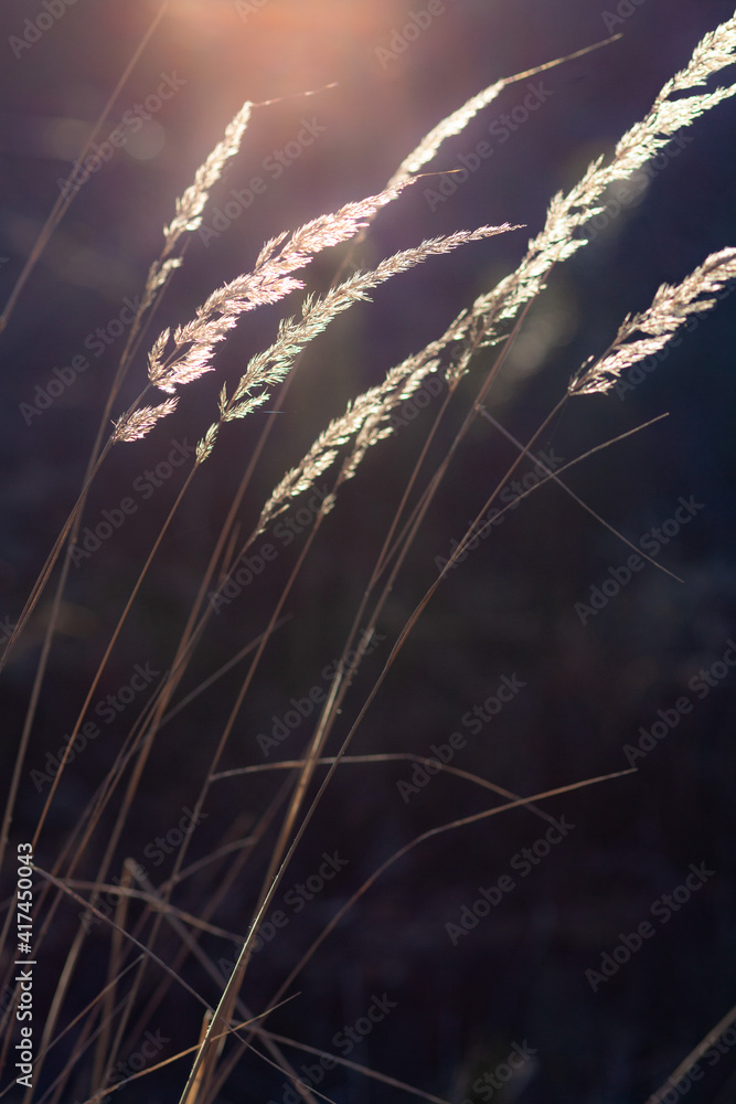 Flowering grass in the light of the setting sun