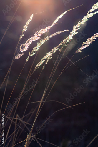Obraz na płótnie Flowering grass in the light of the setting sun w salonie