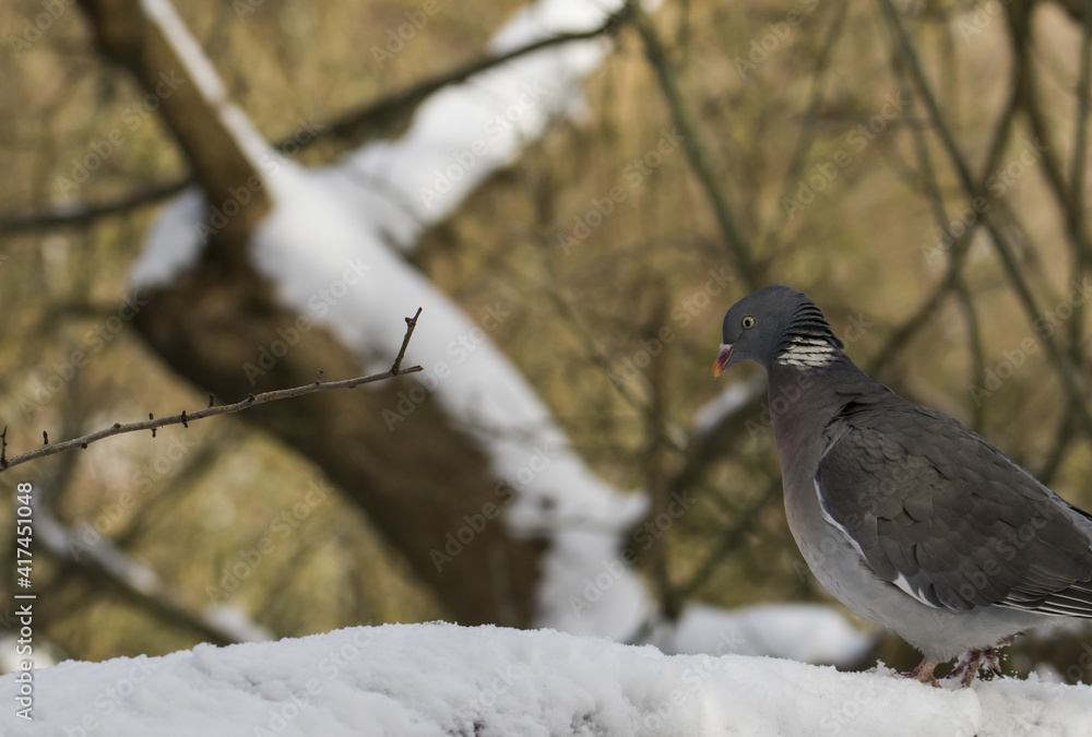 Ringeltaube / Waldtaube (Columba palumbus) läuft über den Schnee 