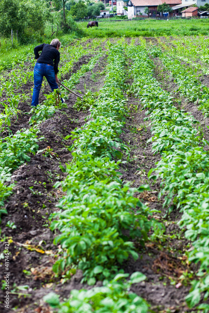 row of potatoes on a farm organic farming and sustainability