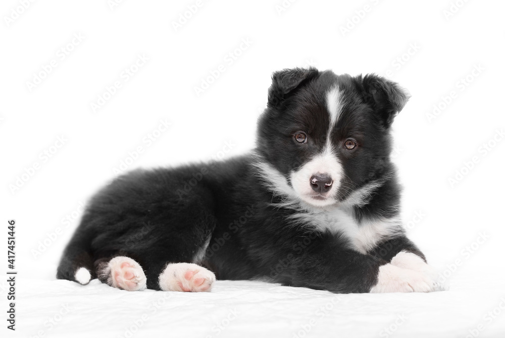 Border collie puppy lying with white background Border collie puppy lying with white background