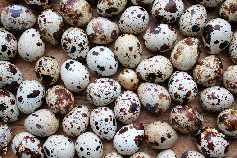 quail eggs from young laying hens in the farm quail eggs from young laying hens in the farm