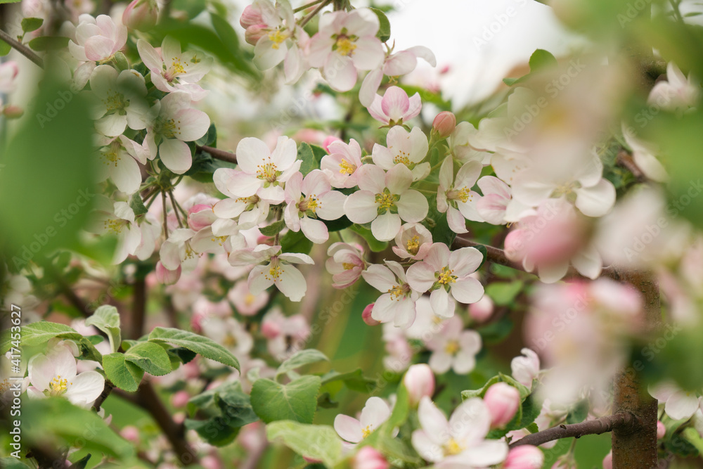 Apple tree is blooming in spring Apple tree is blooming in spring