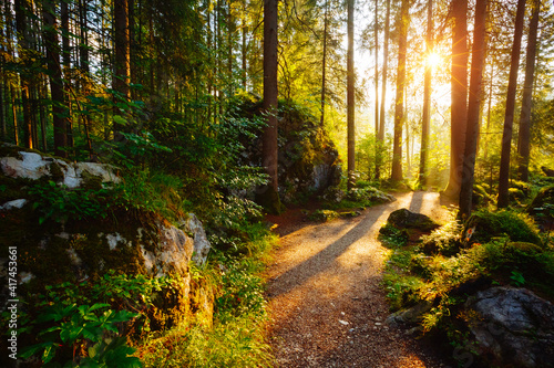 Enchanted woods in the morning sunlight. Location place Germany Alps  Europe.