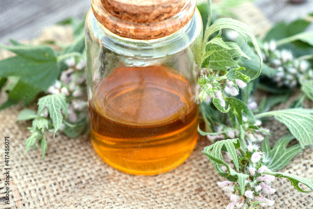 Leonurus cardiaca, motherwort, throw-wort, lion's ear, lion's tail Medicinal Herb Plant with Distilled Essential Oil Extract and Infusion in a Glass Jug. Also Equisetum Arvense. Leonurus cardiaca, motherwort, throw-wort, lion's ear, lion's tail Medicinal Herb Plant with Distilled Essential Oil Extract and Infusion in a Glass Jug. Also Equisetum Arvense.