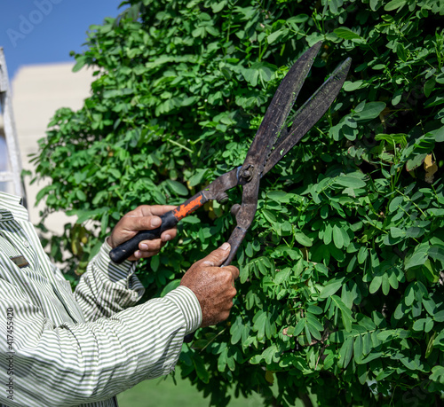 A gardener in the garden trims the leaves of trees with large metal shears.