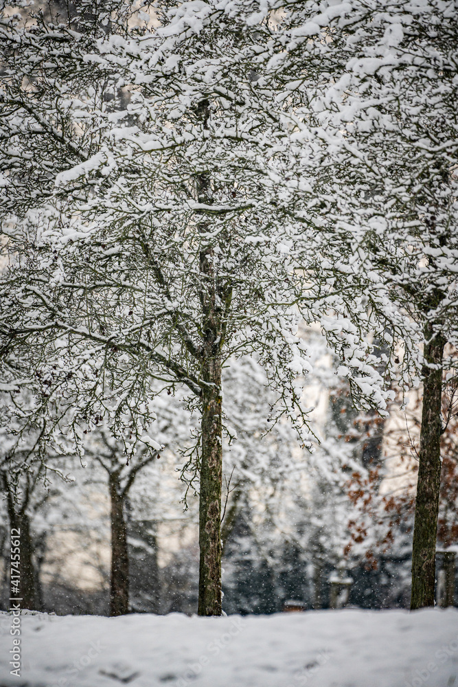 trees in snow