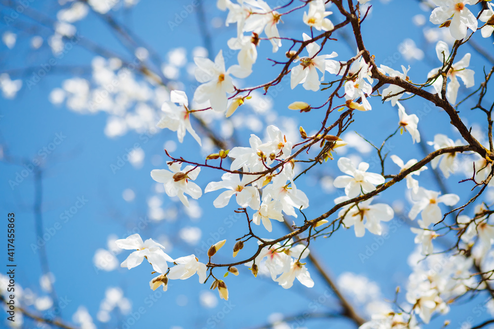 Splendid lush magnolia flowers in sunlight against blue sky. Splendid lush magnolia flowers in sunlight against blue sky.