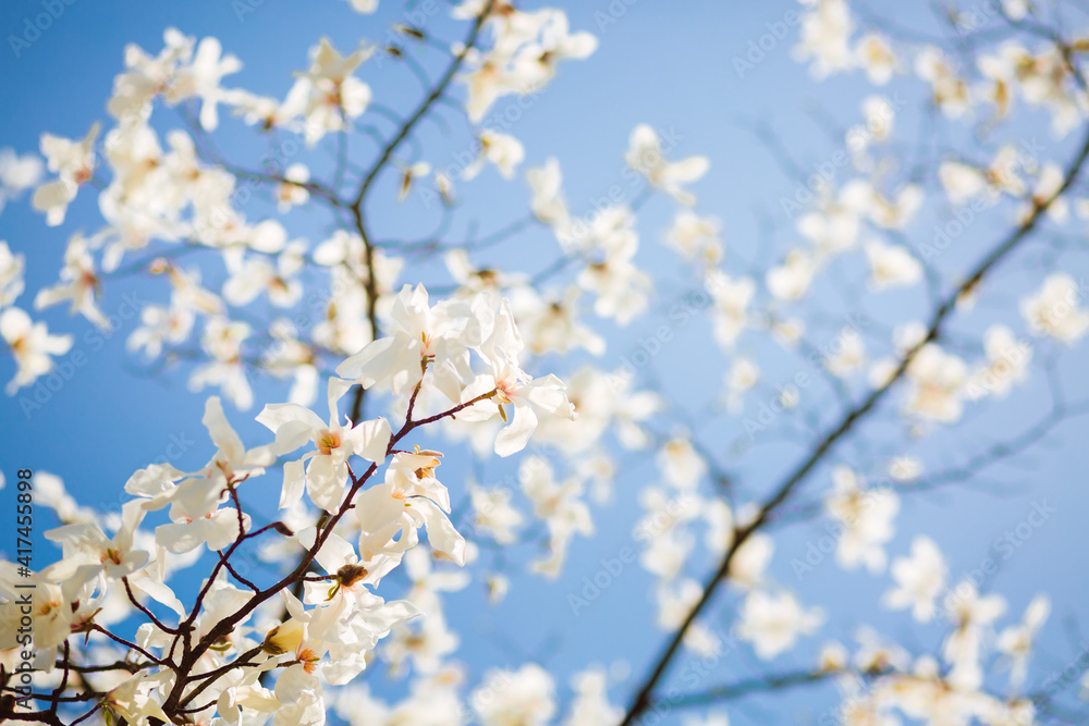 Splendid lush magnolia flowers in sunlight against blue sky. Splendid lush magnolia flowers in sunlight against blue sky.