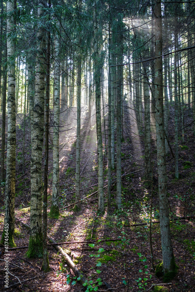 Obraz premium mystical summer forest with green grass and sun rays