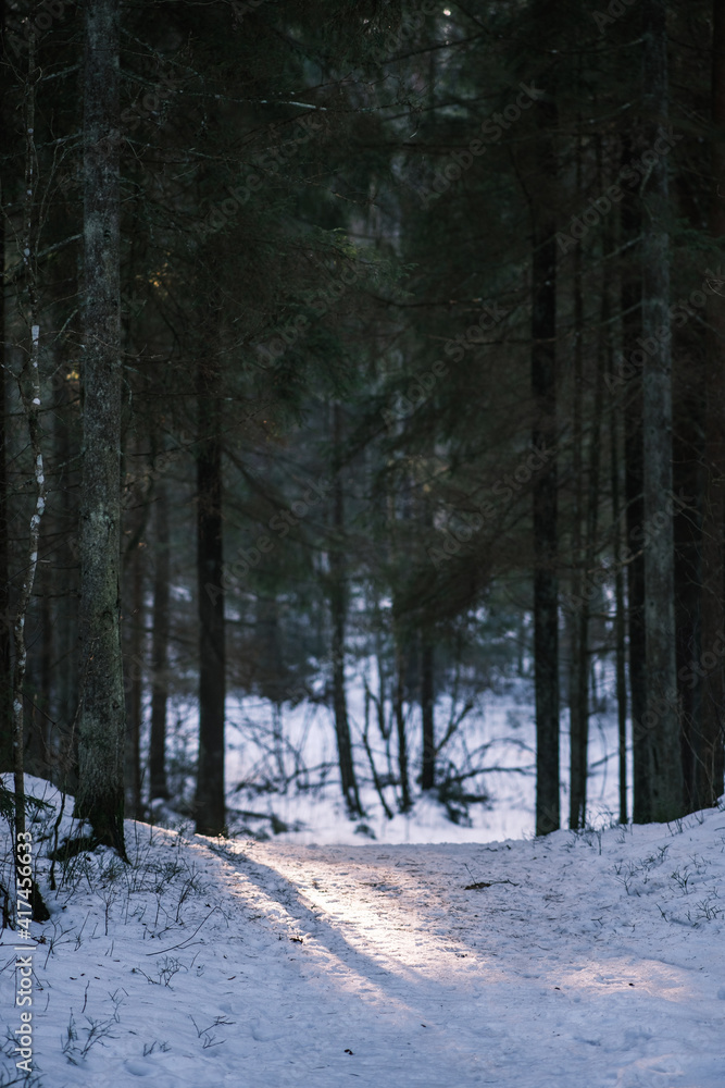 Fototapeta premium mystical winter forest with snow and sun rays