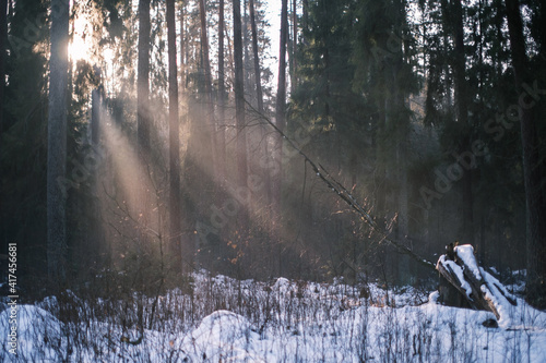 mystical winter forest with snow and sun rays