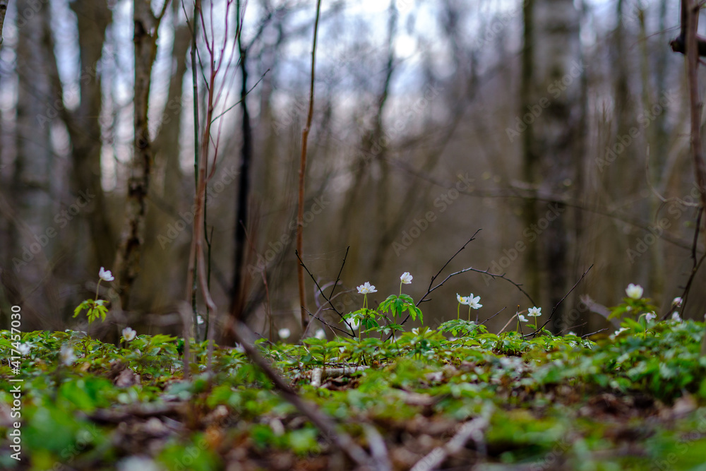 small white spring flowers on green wet background surface small white spring flowers on green wet background surface