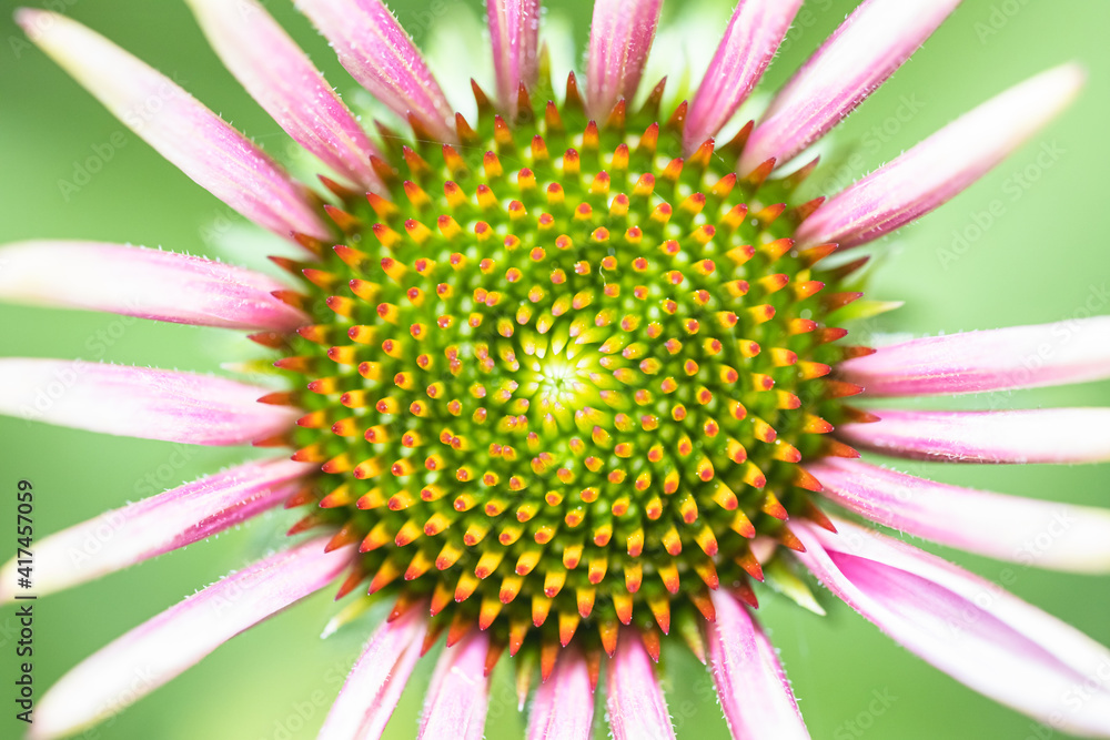 Echinacea flower head with pink petals close-up. Green inflorescence of the echinacea purpurea or eastern purple coneflower.