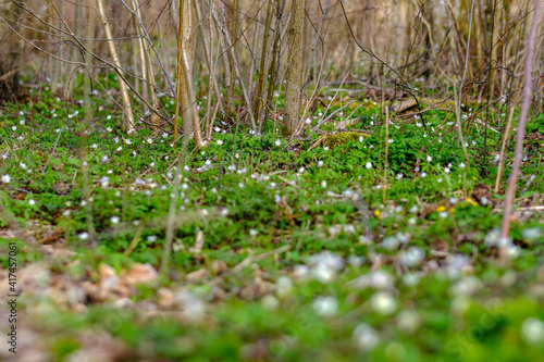 small white spring flowers on green wet background surface