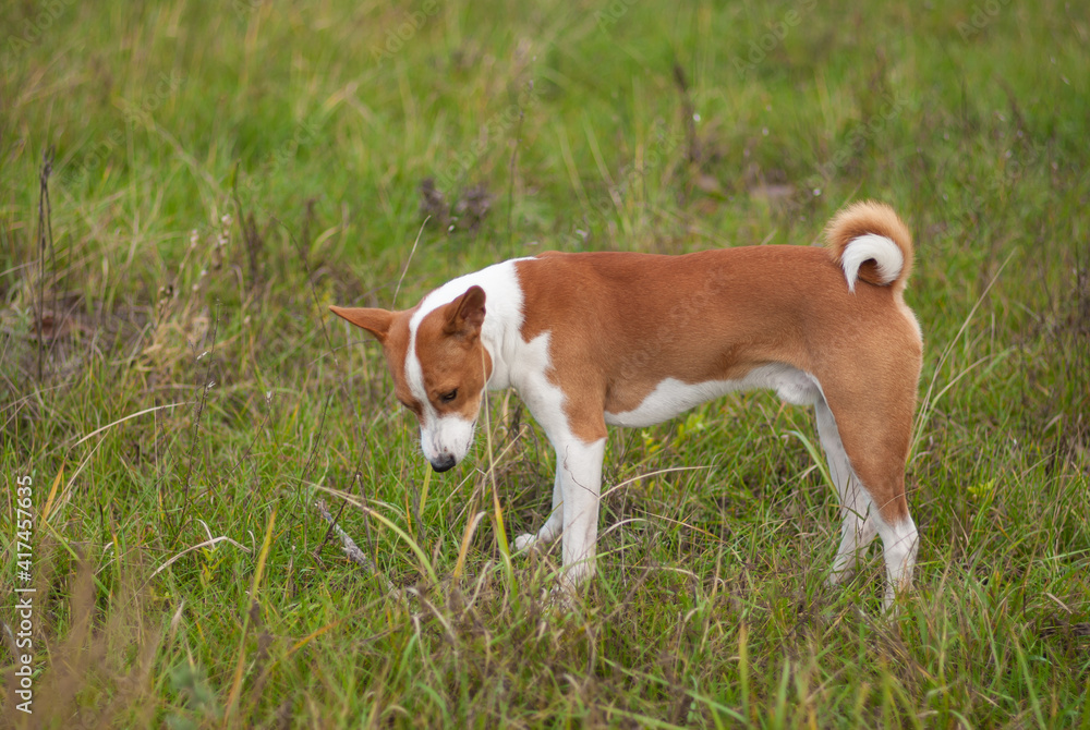 in burrow Cute Basenji dog - troop leader standing in the wild autumnal grass and thinking where to run while hunting for local rodents .
